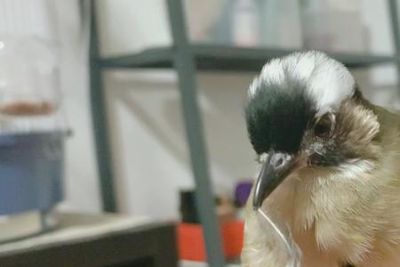 鸟为什么会掉毛