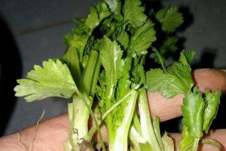 香菜根种植一个月生长变化