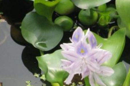 水葫芦没有光照可以养吗