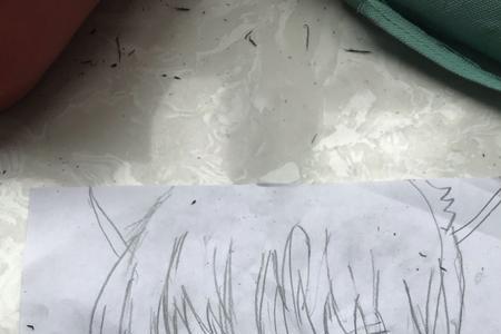 唐梓的宠物巴卫什么品种