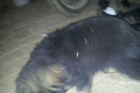 德牧幼犬大便怎样才算正常