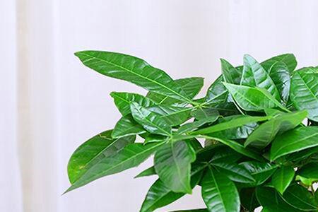 什么植物适合做小盆栽