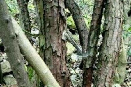 山木香分布哪些省