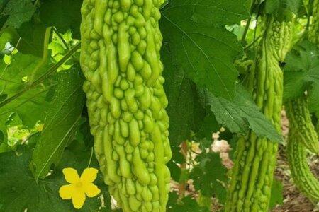 哪个蔬菜的瓜子大