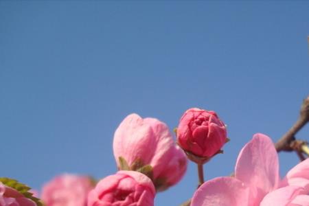 求带捷字和花字的诗句