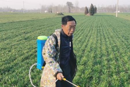 河南开封现在种小麦早吗
