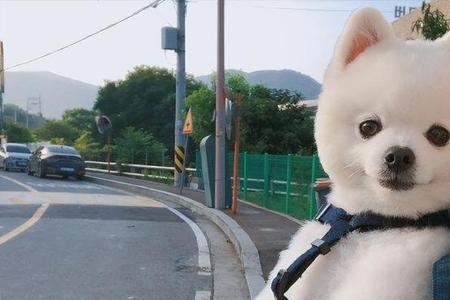 2022最旺宠物名