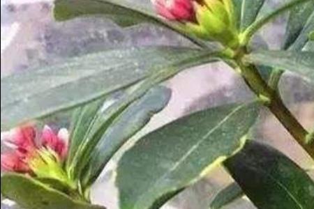 金边瑞香好养吗
