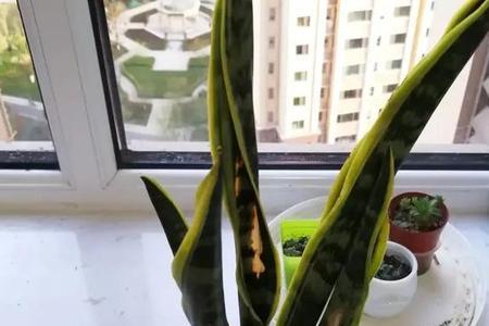 虎舌红叶子发蔫怎么回事