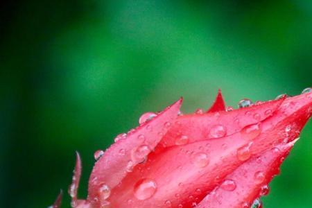 沾雨带露的意思