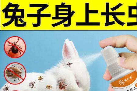 宠物兔有蜱虫吗