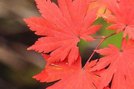 秋天有什么其它季节没有的东西