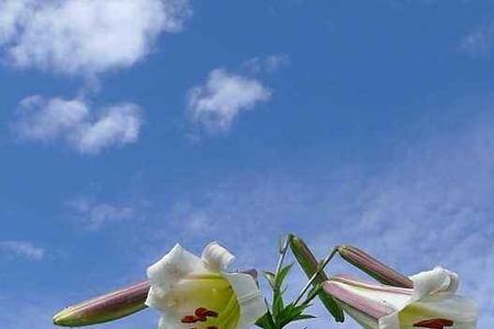 龙山百合花开什么颜色