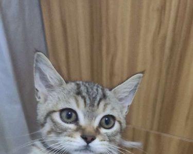 狸花猫和银渐层的宝宝