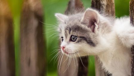 猫抛沙是什么意思