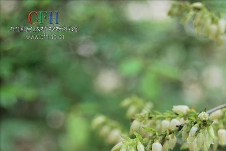 南烛皮的别名