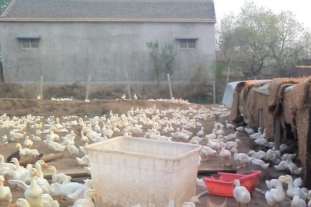 散养肉鸭需要什么条件