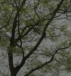 春雷响了起来仿写拟人句