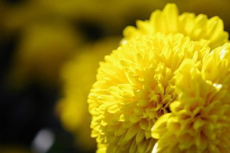 什么的公园开满什么的菊花填空