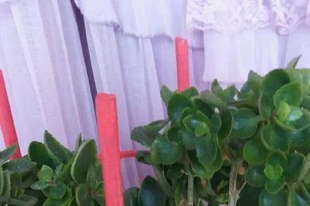 哪种落地生根嫁接长寿花更好