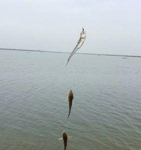 海鲶鱼生长周期
