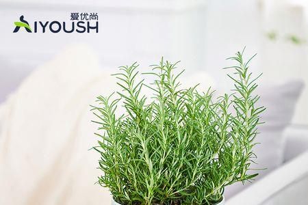 迷迭香枯叶可以养盆栽草莓
