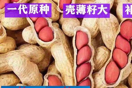 辽宁十大最好花生种子
