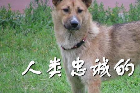 人失去最喜欢的狗会怎样