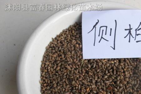 黄柏种子几月成熟