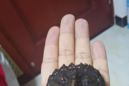 佛鳄苗子一天吃多少