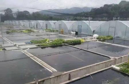 人工养殖鱼如何提高存活率