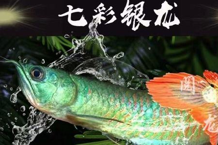 七彩银龙鱼一年能长几厘米