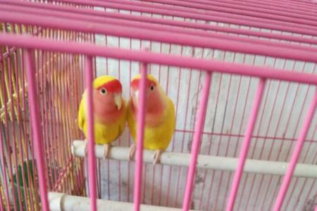 牡丹鹦鹉刚孵出来会叫吗