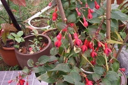 俄罗斯毛灯笼花怎么养