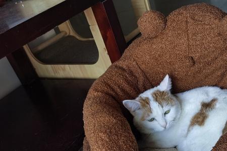 屋檐上的野猫搭窝好不好