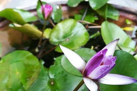 世界上最早的莲花