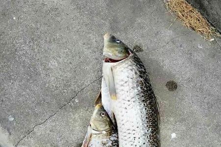 扬州钓鲤鱼最佳地点