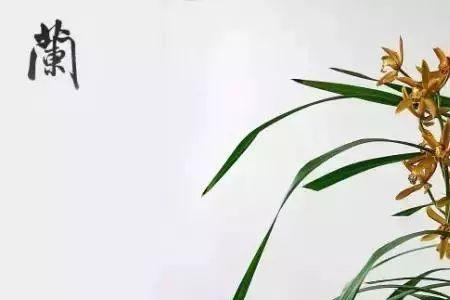 幽兰指的哪种兰花