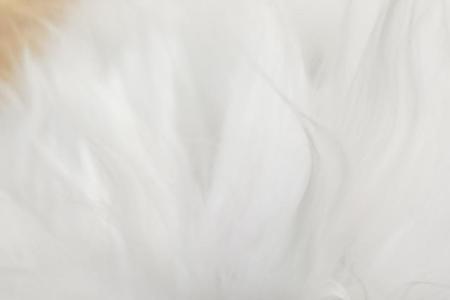 8个月公猫小便是什么颜色
