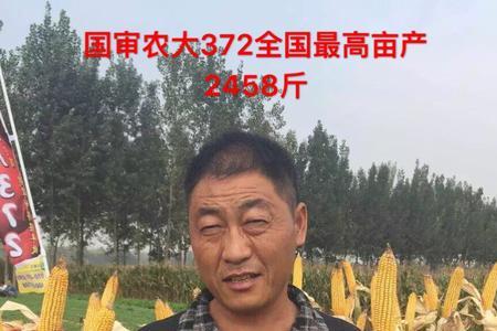 嘉禧100与农大372哪个好