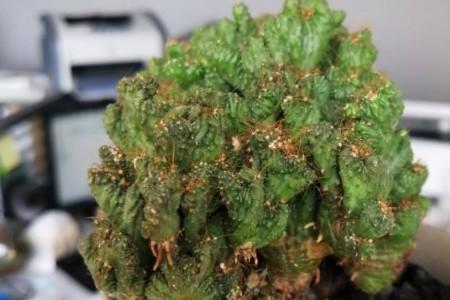 山影的养殖方法和注意事项