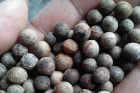 香樟树种子播种方法