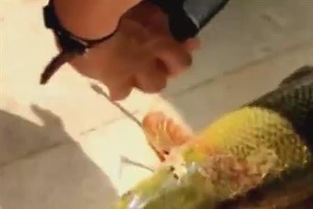 玉骨舌鱼和鳄雀鳝谁最厉害