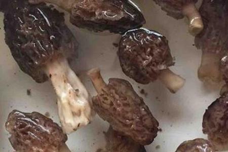 贡山羊肚菌怎么吃