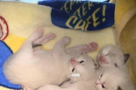 幼仔和幼崽什么区别