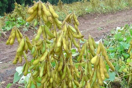 河北春黄豆种植时间