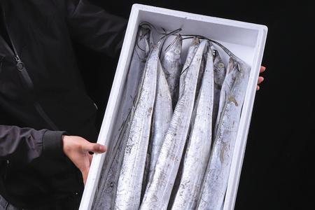 金海马带鱼是哪里出的