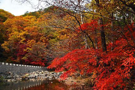 丹东地区植被特点