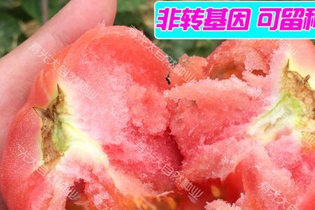 毛粉柿子的种植方法