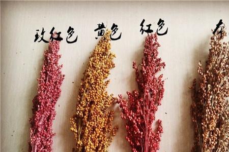 高粱穗断了怎么回事